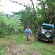 52- Transport de bananes 